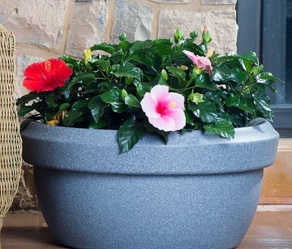 Nature’s Blooming Beauty in Your Living Room