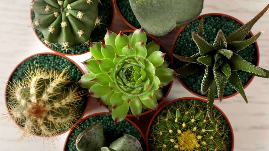 Which plants will like your modern home