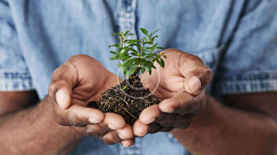 How to take care of exotic plants