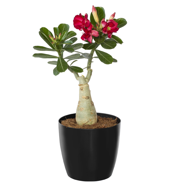 Adenium