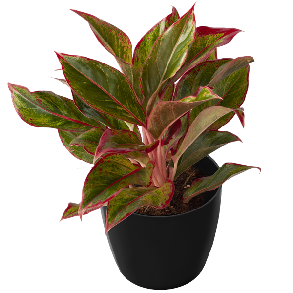 Aglaonema – Balajiblossoms