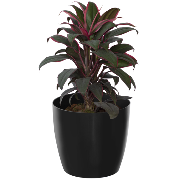 Dracena American Dwarf