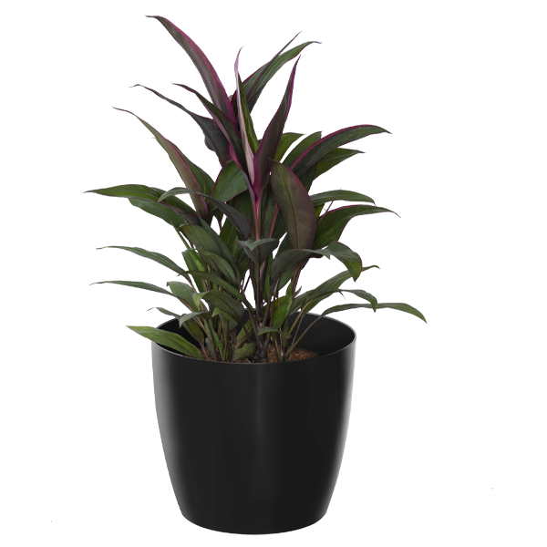 Dracena Blue Diamond