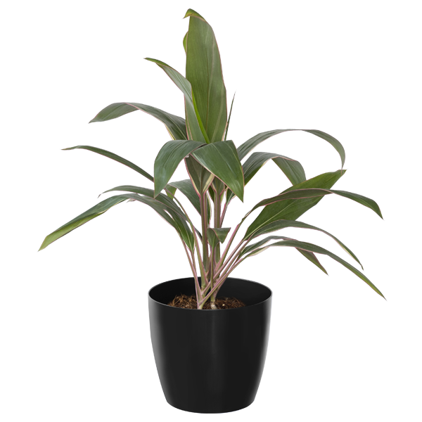 Dracena Choco