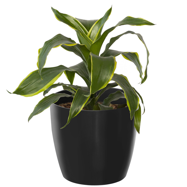 Dracena Dorado