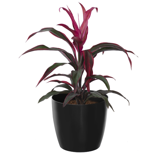 Dracena Florida