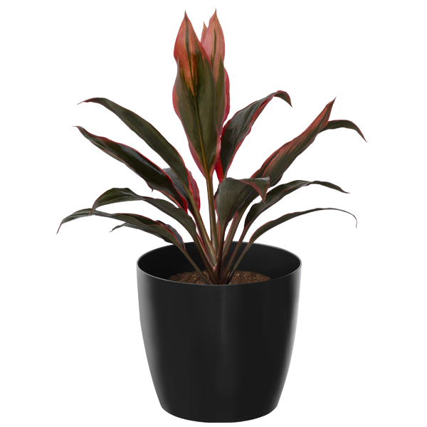 Dracena Orange