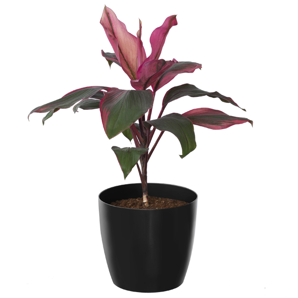 Dracena Pink