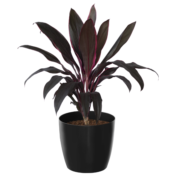 Dracena Pink Diamond