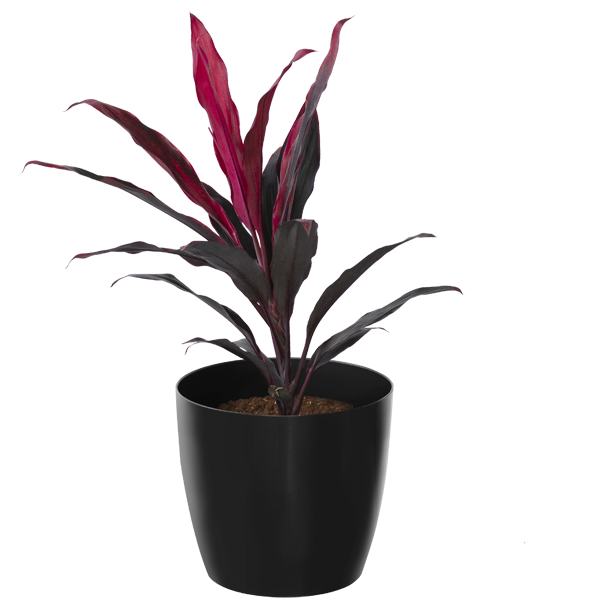 Dracena Red Sister 1