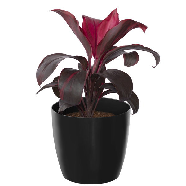 Dracena Rubra