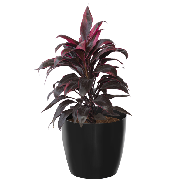 Dracena Rumba