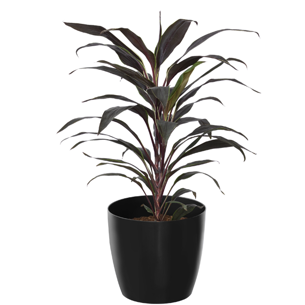 Dracena Terminalis