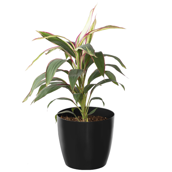 Dracena Tricolour