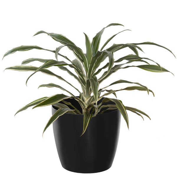 Dracena White Lime