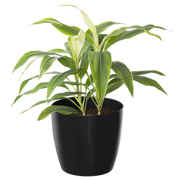 Dracena White top