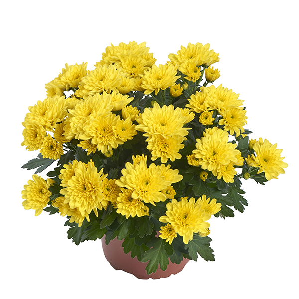 RVZ_Potchrysant_Mount_Amaro_pot