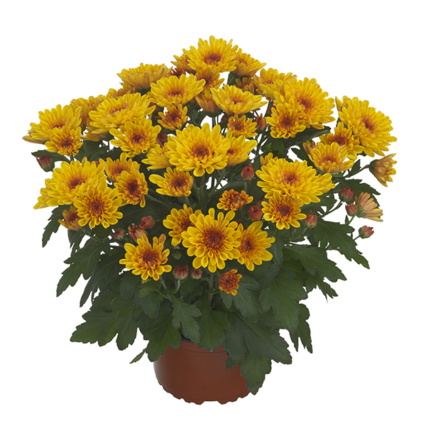 RVZ_Potchrysant_Mount_Aubisque_Apricot