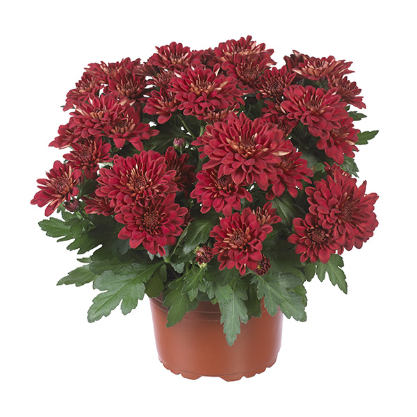 RVZ_Potchrysant_Mount_Aubisque_Burgundy pot