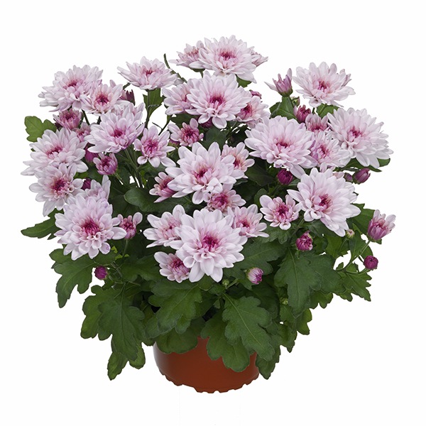 RVZ_Potchrysant_Mount_Aubisque_Light_Pink