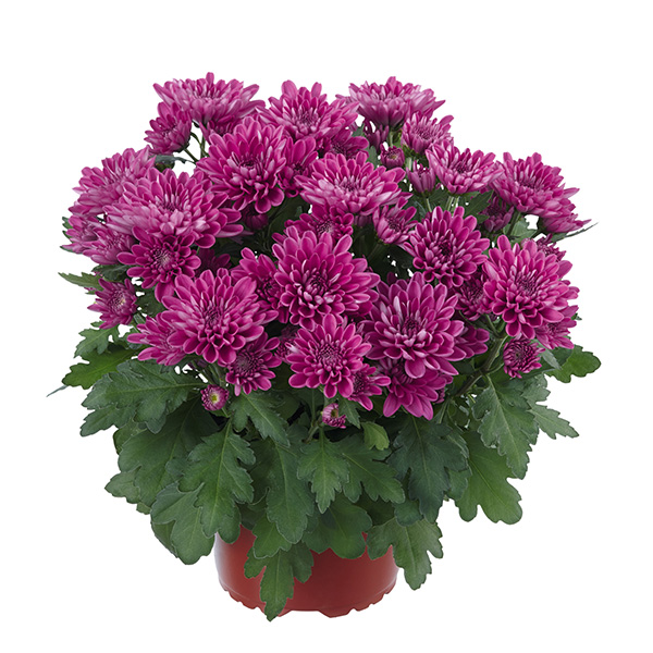 RVZ_Potchrysant_Mount_Aubisque_Purple_pot