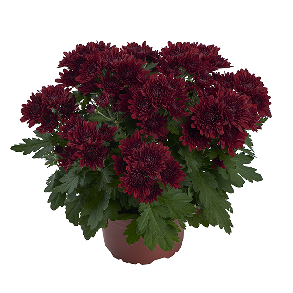 RVZ_Potchrysant_Mount_Kenya_pot