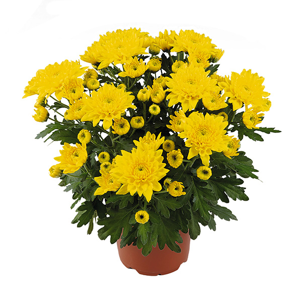 RVZ_Potchrysant_Mount_Pleasant_pot_vrijstaand