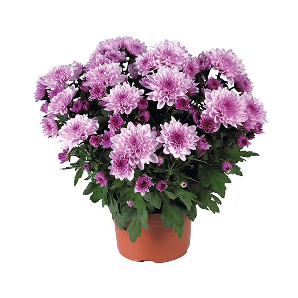 RVZ_Potchrysant_Mount_Ventoux_pot