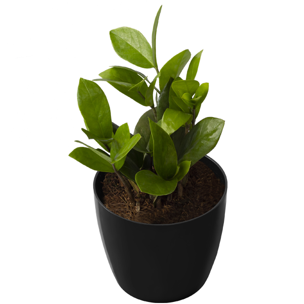 ZZ Plant Green