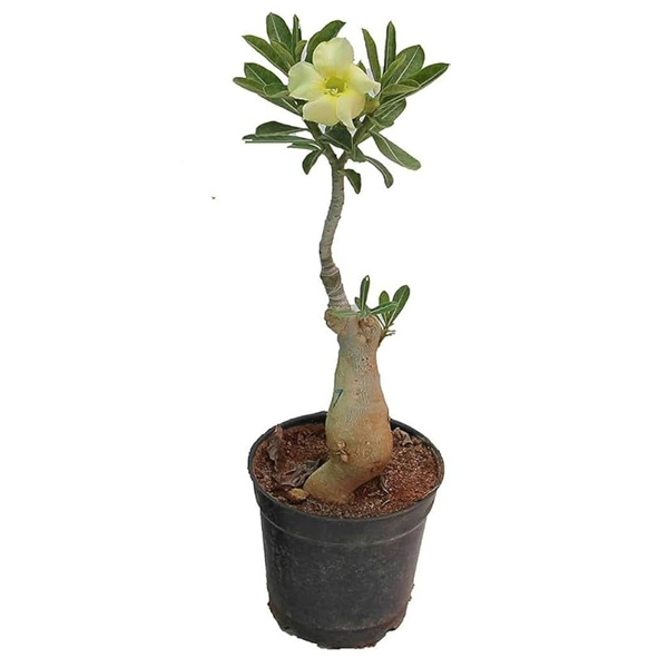 Adenium obesum ‘Arctic Snow’