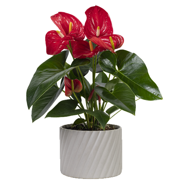 Anthurium_Aristo