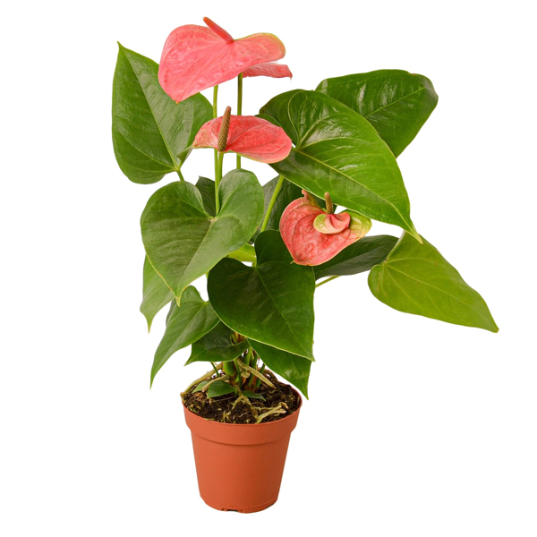 Anthurium_Pink