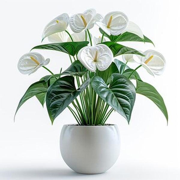 Anthurium_White