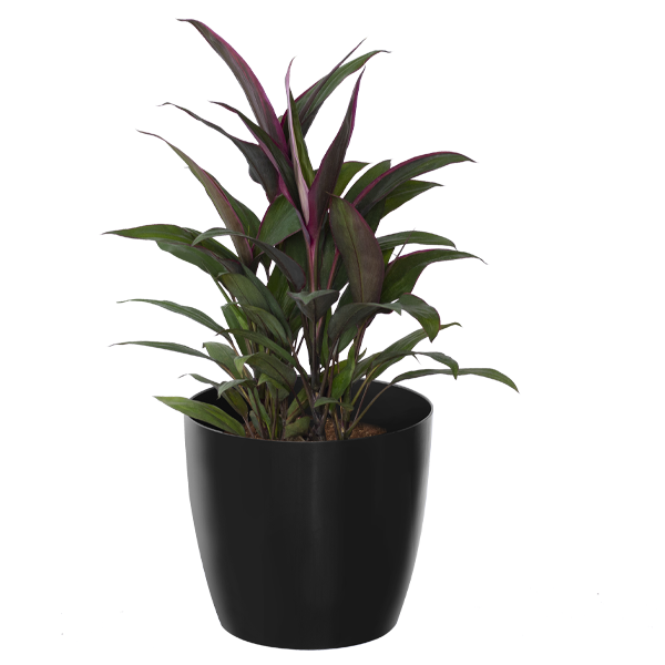 Dracena-Blue-Diamond