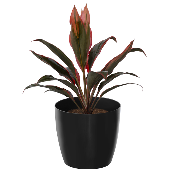 Dracena-Orange