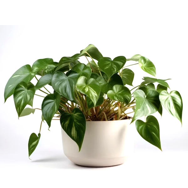 Heartleaf philodendron