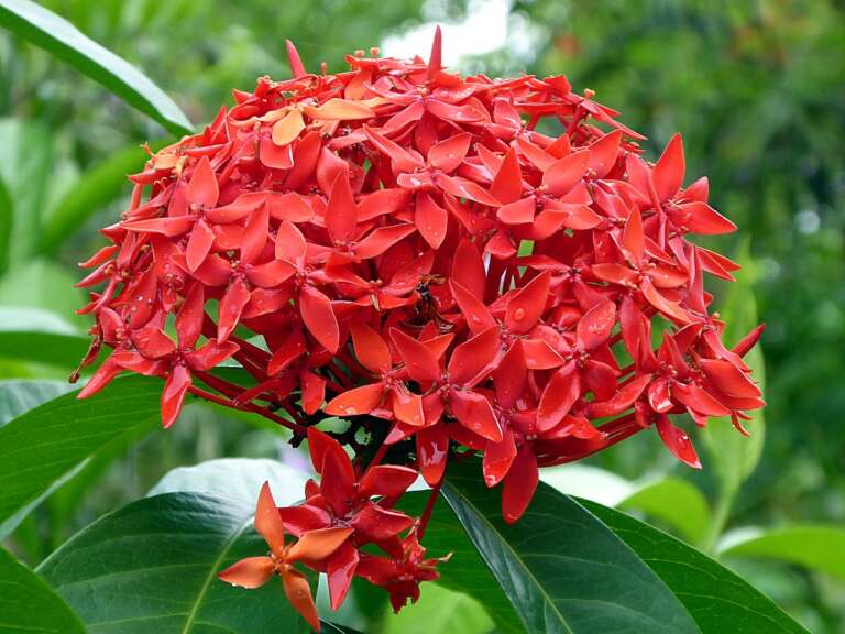 Ixora_Big_Red