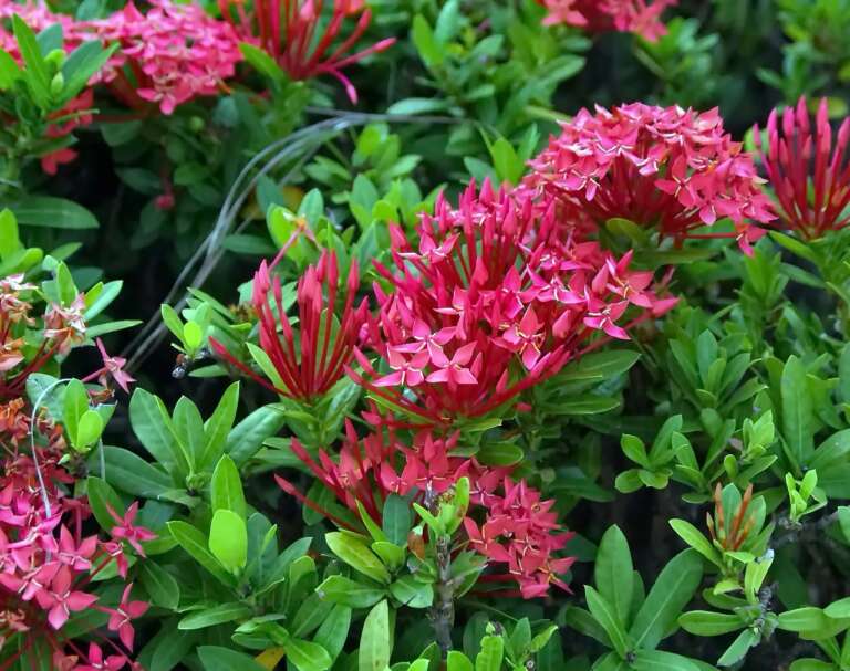 Ixora_Small_Pink