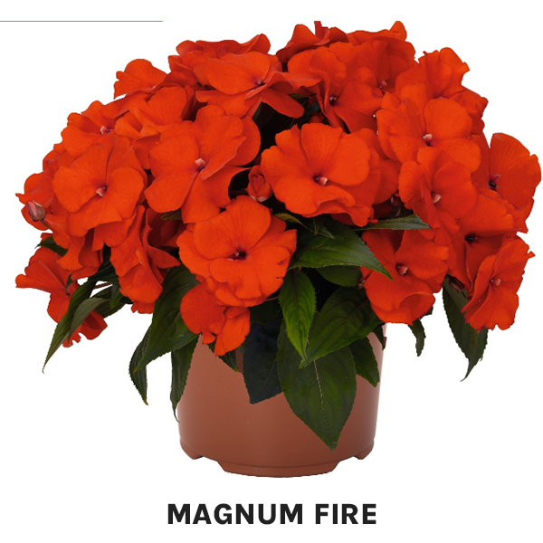 Magnum Fire