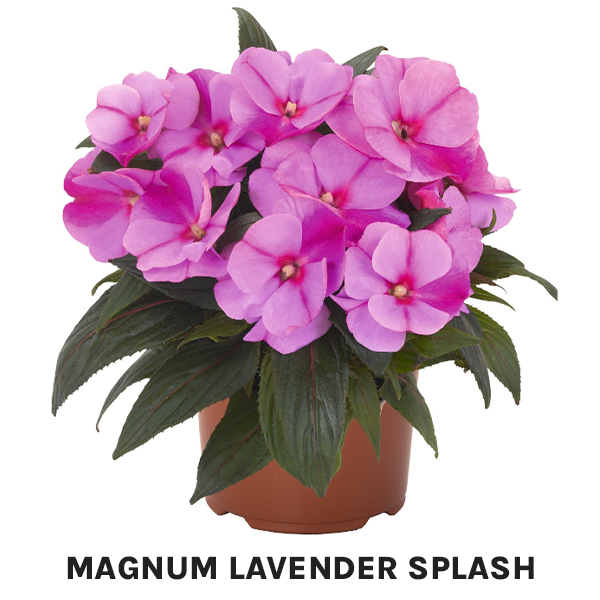 Magnum Lavender Splash