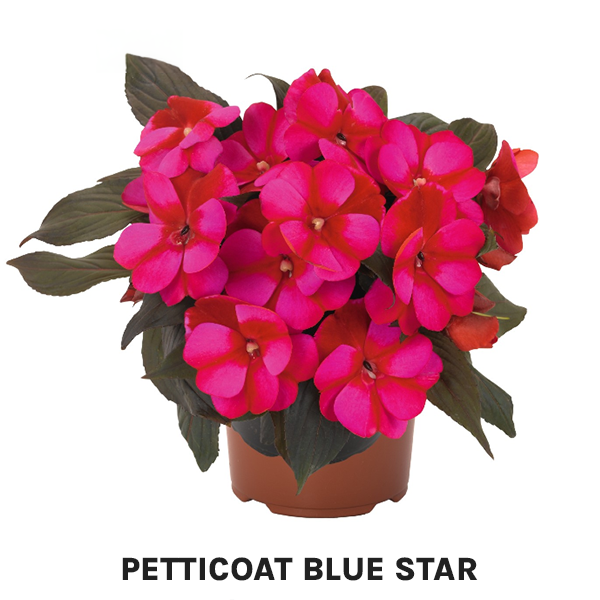 Petticoat Blue Star