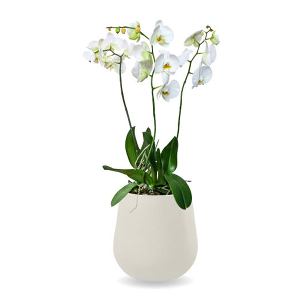 Phalaenopsis buyssoniana