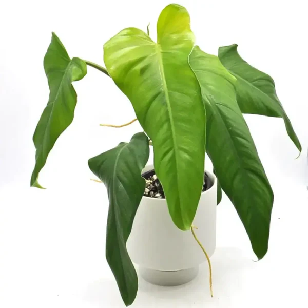 Philodendron domesticum