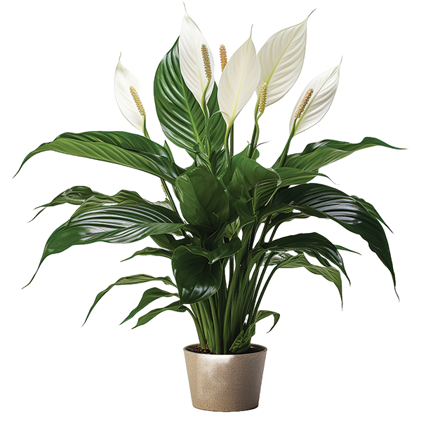 Spathiphyllum-Unico