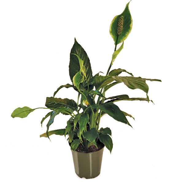 Spathiphyllum_Unico