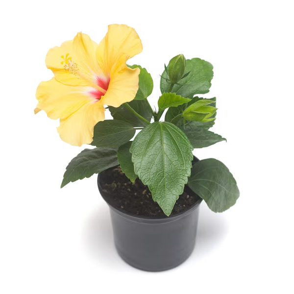 Yellow_Hibiscus