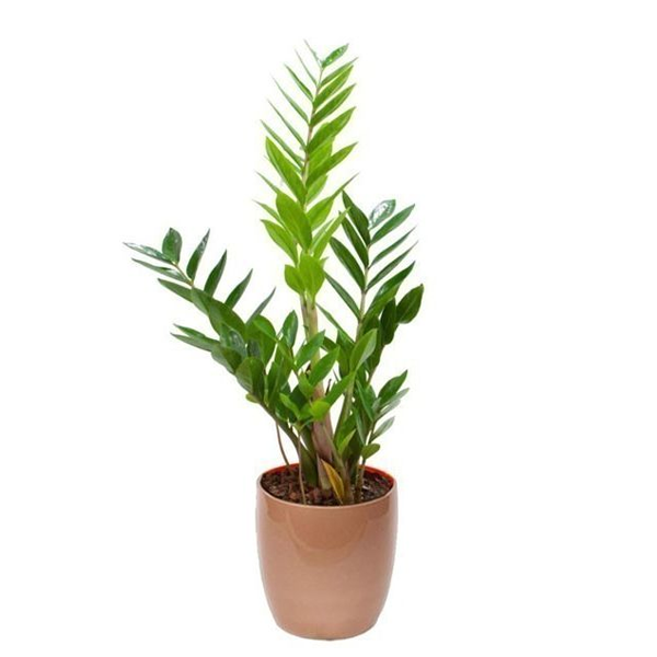 Zamia Pumila