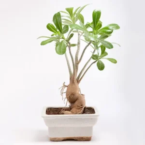 Bonsai 8"