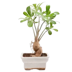Adenium (Bonsai Pot)