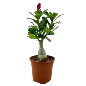 Adenium(Grafting)